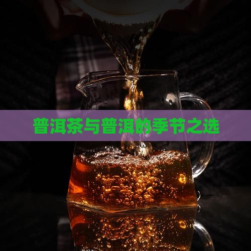 普洱茶这个季节的茶叶