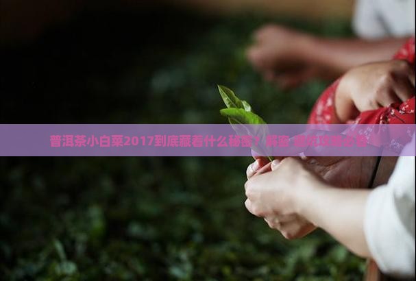 普洱茶小白菜2017