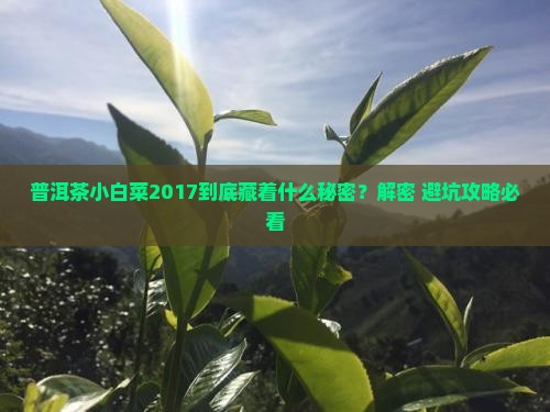 普洱茶小白菜2017