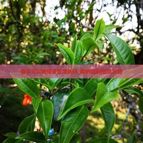 备孕可以喝绿茶普洱茶吗