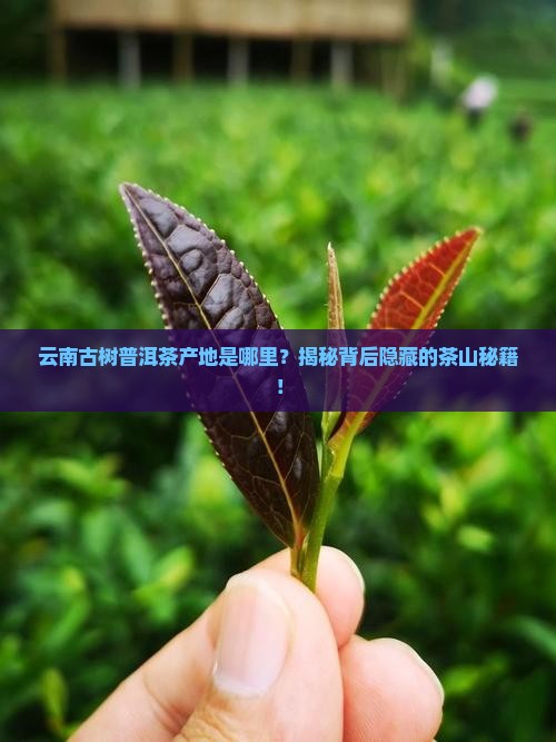 云南古树普洱茶产地是哪里