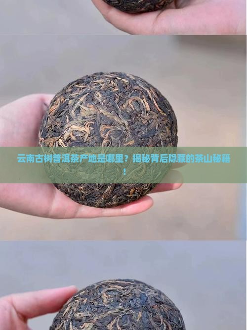 云南古树普洱茶产地是哪里
