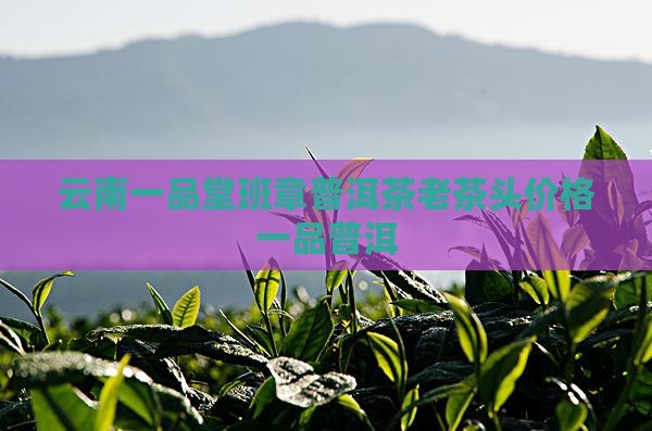 云南一品堂普洱茶老茶头