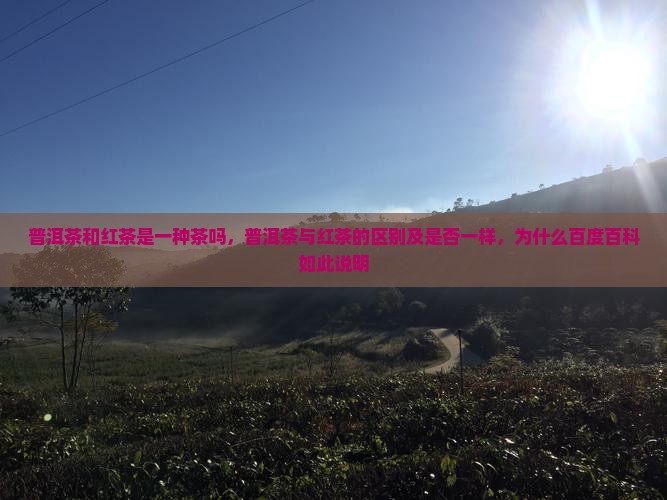 普洱茶和红茶是一种茶吗
