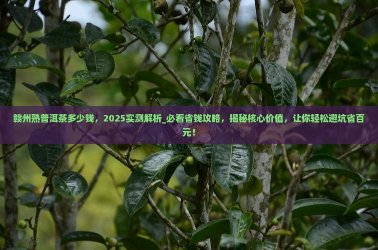赣州熟普洱茶多少钱