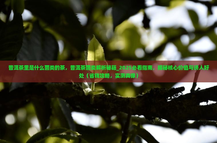 普洱茶里是什么菌类的茶