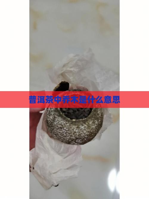 普洱茶中乔木是什么意思