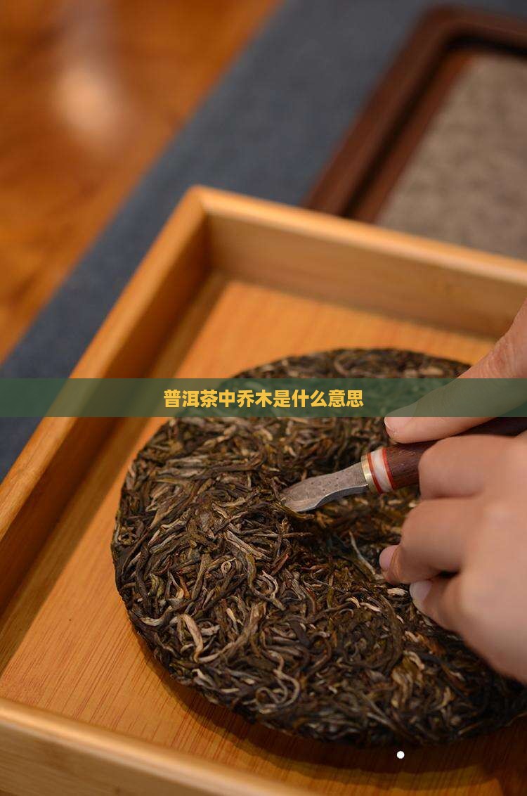 普洱茶中乔木是什么意思
