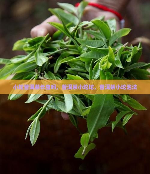小坨普洱茶长虫吗