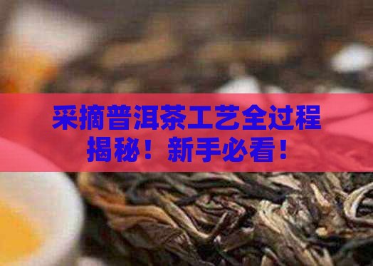 采摘普洱茶工艺