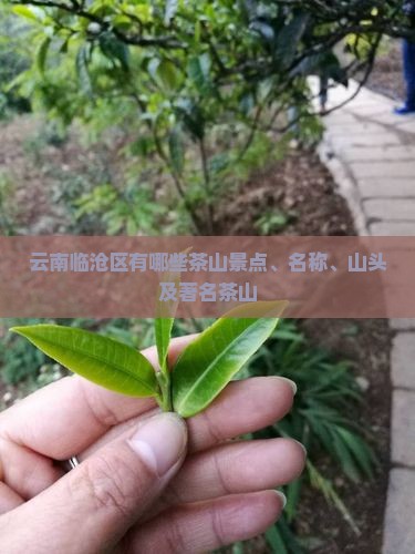 云南临沧区有哪些茶山