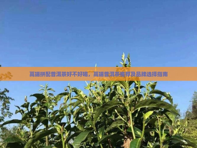 高端拼配普洱茶好不好