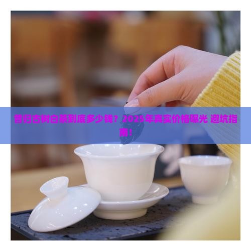 昔归古树白茶价格