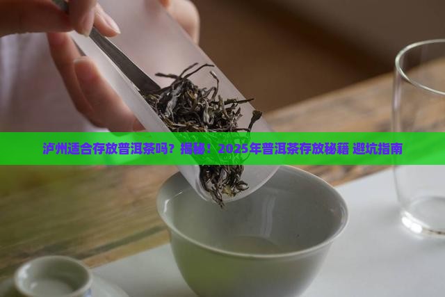 泸州适合存放普洱茶吗