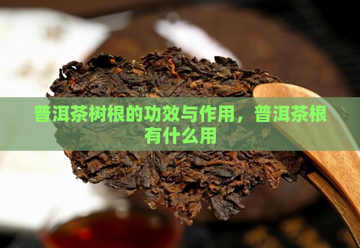 普洱茶根有什么用