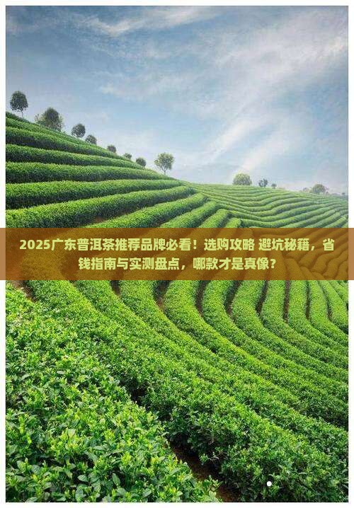 广东普洱茶推荐品牌