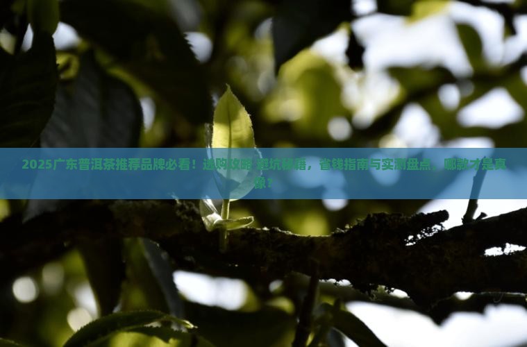 广东普洱茶推荐品牌