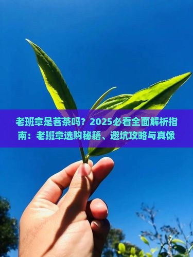 老班章是茗茶吗