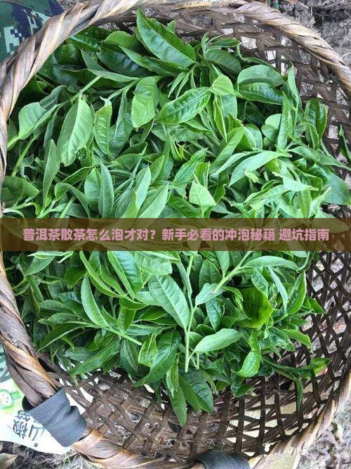 普洱茶散茶用什么冲泡