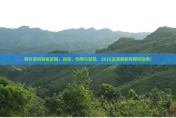 荷叶茶的功效与作用及禁忌是什么
