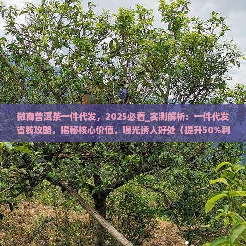 微商普洱茶一件代发