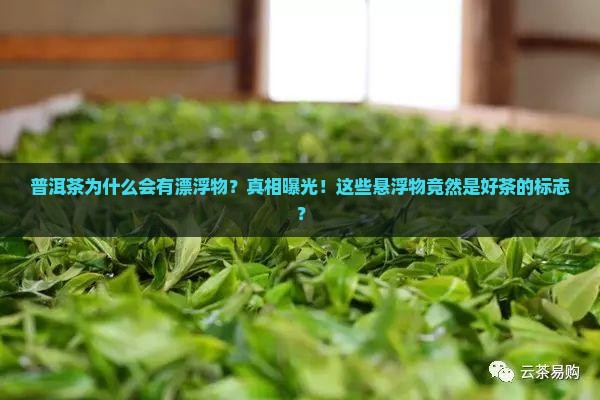 普洱茶为什么会有漂浮物
