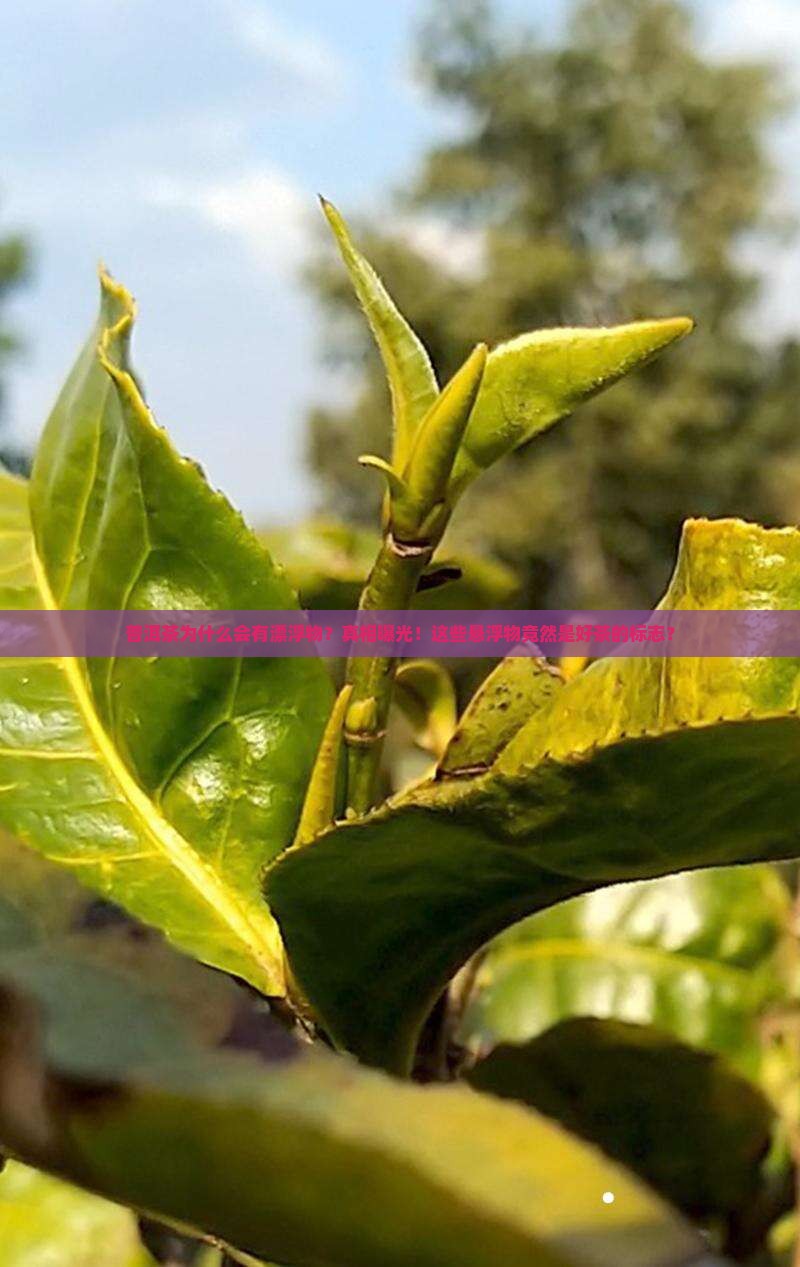 普洱茶为什么会有漂浮物
