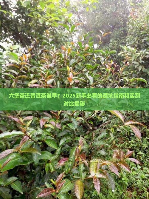 六堡茶还普洱茶谁早