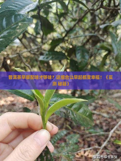 普洱茶早餐搭配什么吃