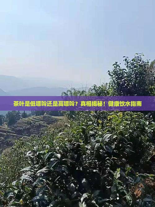 茶叶是低嘌呤还是高嘌呤