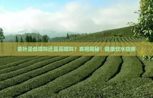 茶叶是低嘌呤还是高嘌呤