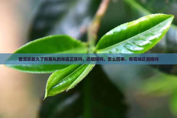 普洱茶放久了有臭丸的味道