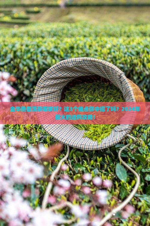 金华熟普洱茶哪家好