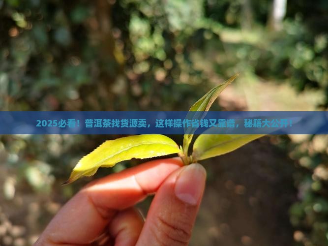普洱茶官网怎么找货源卖