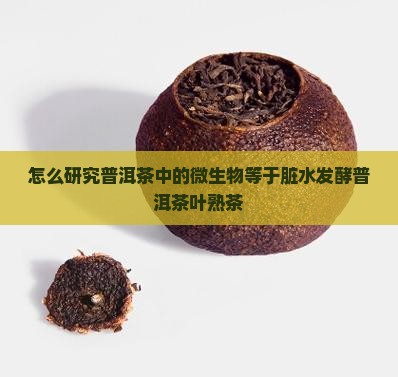 怎么研究普洱茶中的微生物