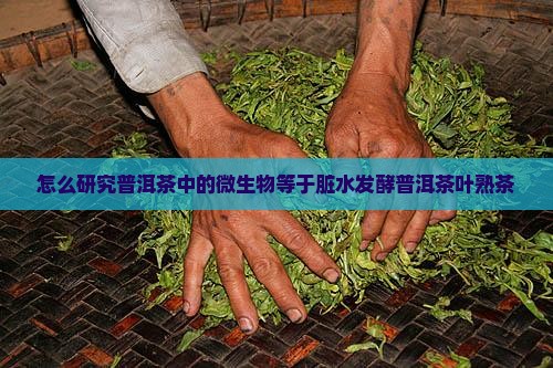 怎么研究普洱茶中的微生物