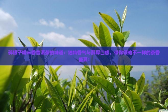 碎银子糯米香普洱茶的味道