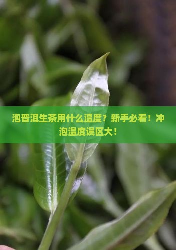 泡普洱生茶用什么温度