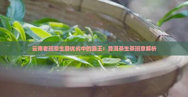 云南老班章生普优劣
