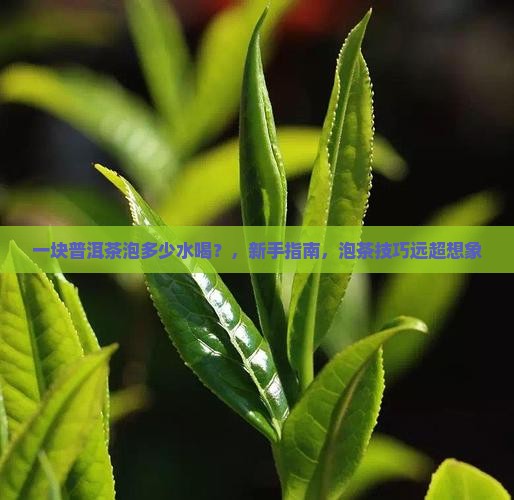 一块普洱茶泡多少水喝