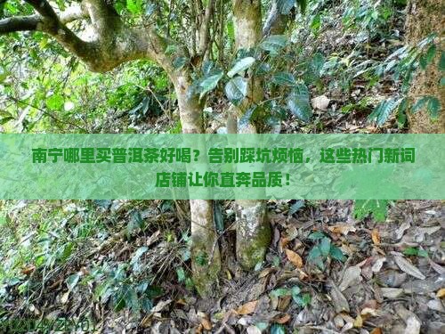 南宁哪里买普洱茶好喝