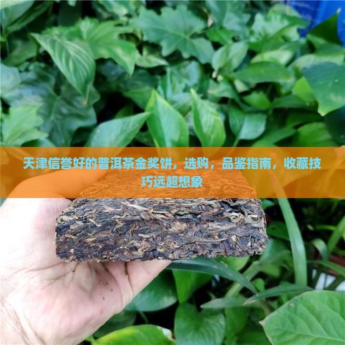 天津信誉好的普洱茶金奖饼