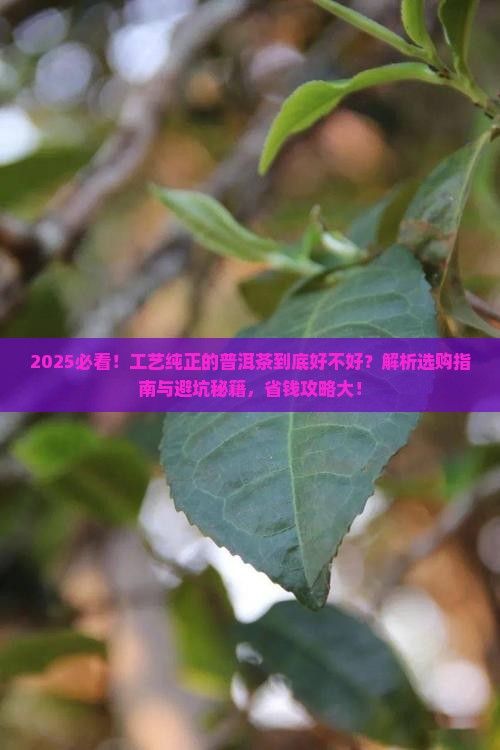 工艺纯正的普洱茶好吗