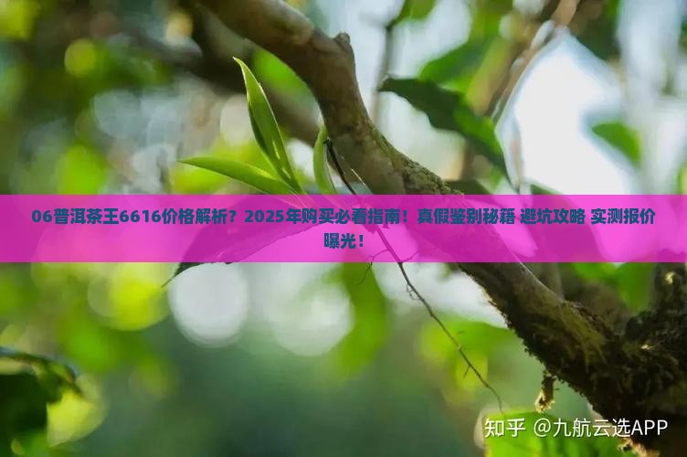 06普洱茶王6616价格