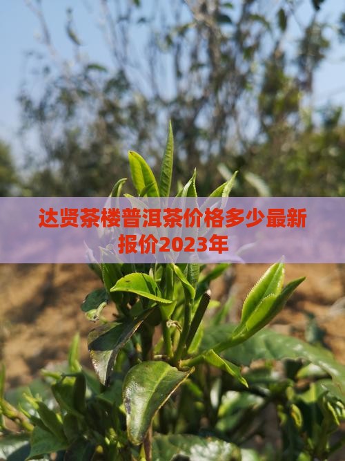 达贤茶楼普洱茶价格多少