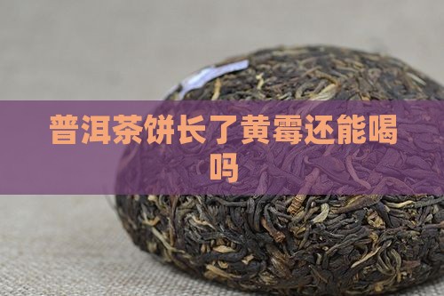 普洱茶饼长了黄霉能喝吗