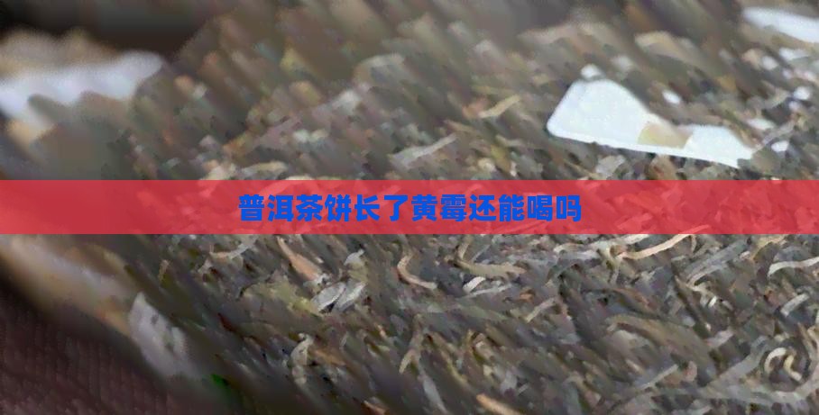 普洱茶饼长了黄霉能喝吗