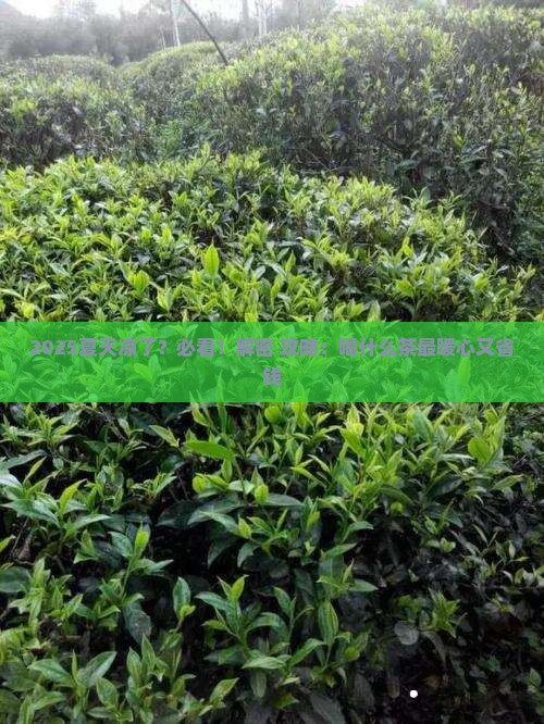 夏天天凉喝什么茶