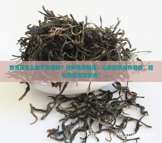 普洱茶怎么放不发霉的