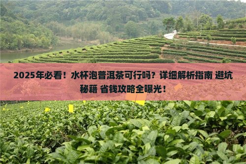 水杯泡茶可以泡普洱茶吗